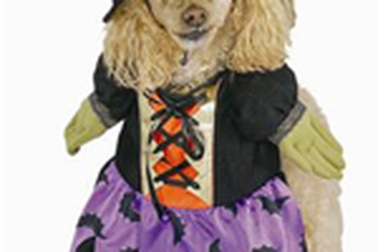 Trào lưu những con chó tiệc tùng ở Anh