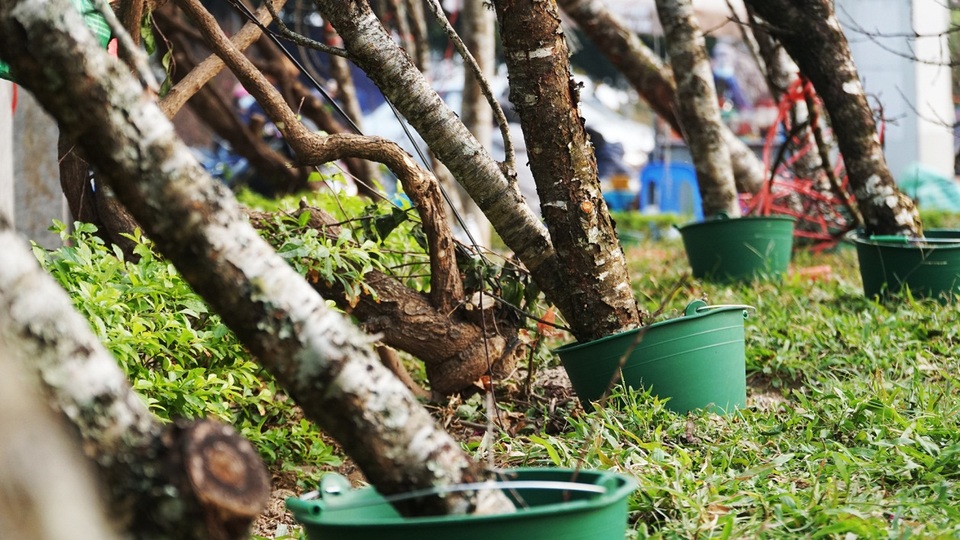 Những cành đào dán tem đầu tiên xuất hiện ở Hà Nội - 9 Những cành đào dán tem đầu tiên xuất hiện ở Hà Nội - 9