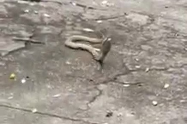 Rắn độc bò vào nhà, người phụ nữ có cách xử lý khiến dân mạng bất ngờ