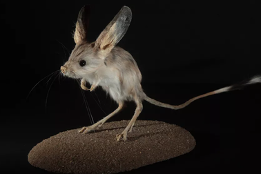 Sinh vật nào có đôi tai lớn nhất so với cơ thể?