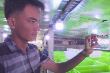 Nuôi cá cảnh đẹp, độc, lạ, anh trai làng thu nhập 50 triệu/tháng