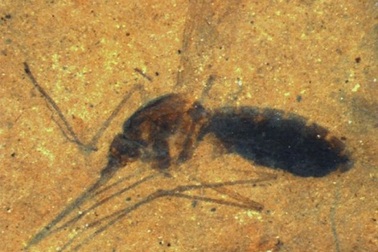 Tìm thấy hóa thạch của loài muỗi 46 triệu năm tuổi