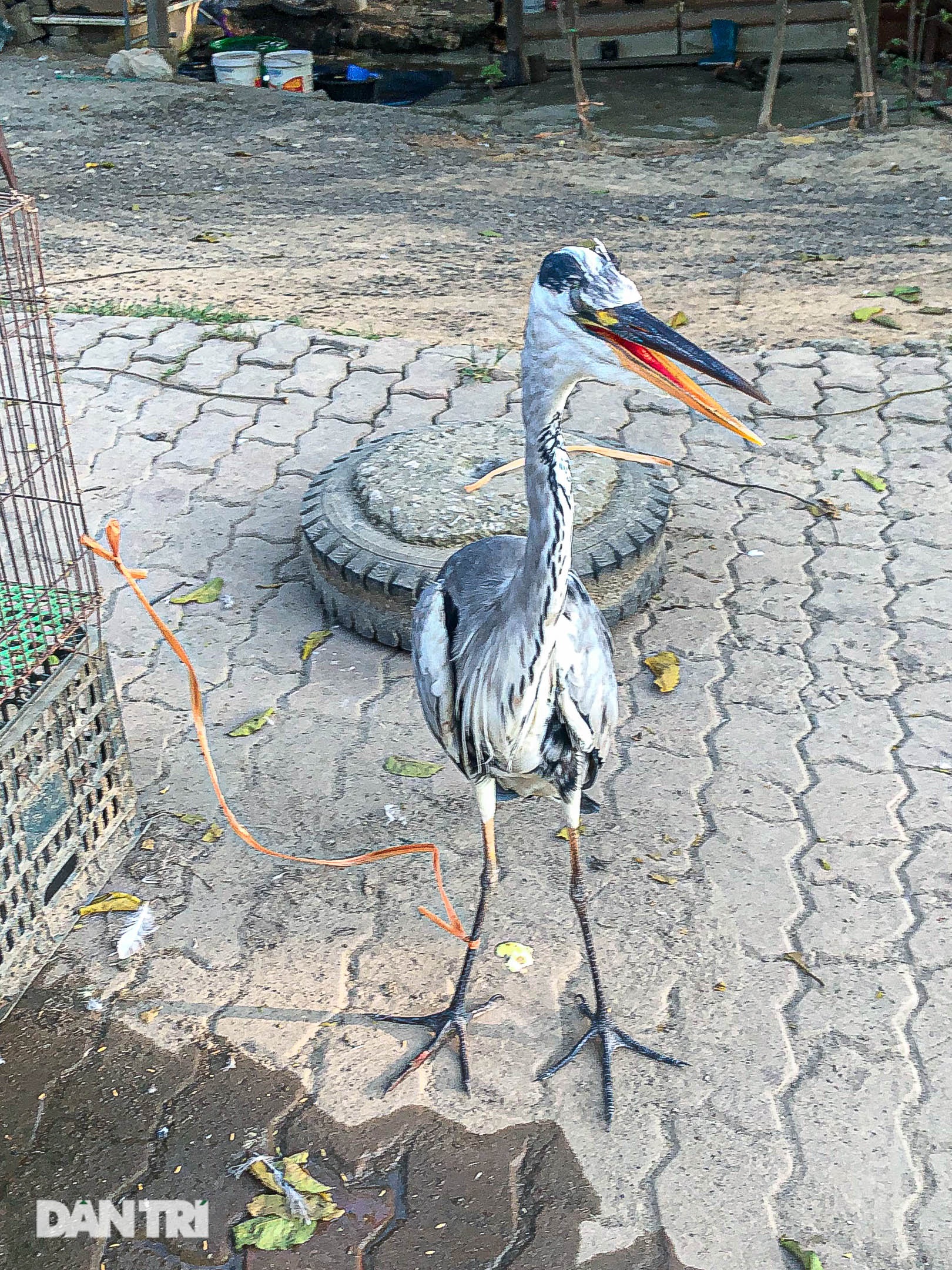 हनोई में अधिकारियों से बचते हुए जंगली पक्षियों के व्यापार का हलचल भरा दृश्य - 5 Cảnh buôn bán chim trời tấp nập né cơ quan chức năng ở Hà Nội - 5