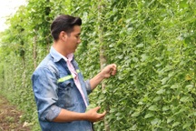 Bỏ việc thành phố, về quê khởi nghiệp từ...hạt mồng tơi