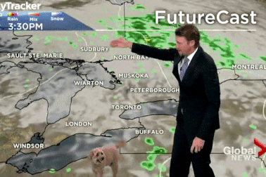 Bản tin thời tiết "đốn tim" khán giả vì sự xuất hiện của chú chó