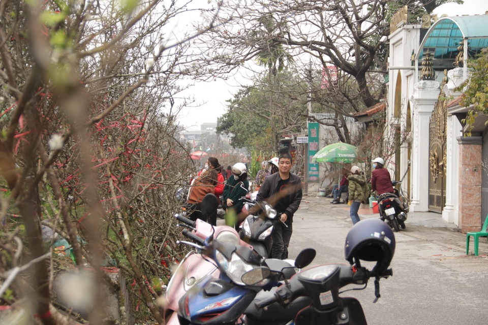 Lạc vào rừng hoa lê giá hàng triệu đồng một cành giữa lòng Hà Nội - 2 Lạc vào rừng hoa lê giá hàng triệu đồng một cành giữa lòng Hà Nội - 2