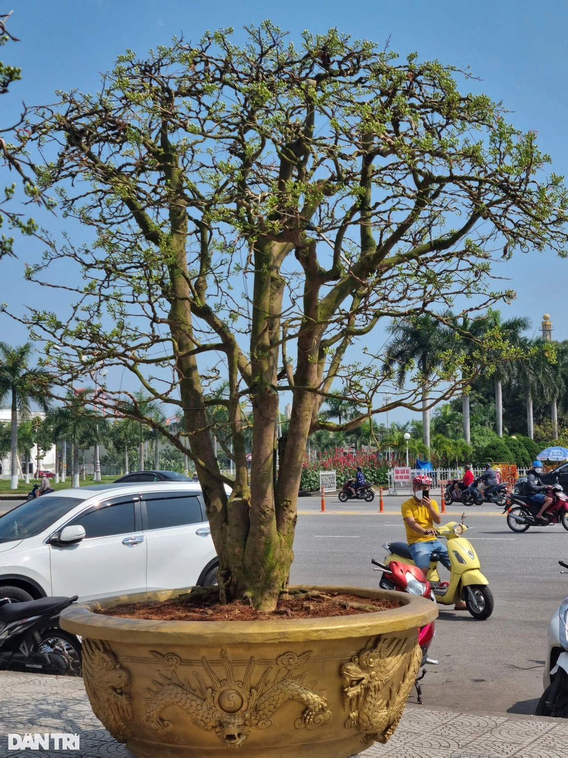 Cụ mai hơn 100 năm tuổi rao giá 3 tỷ đồng vẫn chờ khách - 5 Cụ mai hơn 100 năm tuổi rao giá 3 tỷ đồng vẫn chờ khách - 5