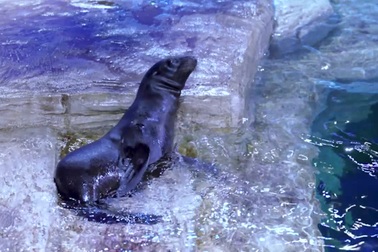 Tình cảm đặc biệt của những nhân viên chăm sóc dành cho sư tử biển