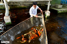 Từ món quà con rể tặng, lão nông thử nghiệm mô hình mới "hốt" bạc triệu