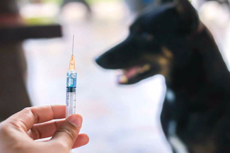 68 người chết oan vì bệnh dại