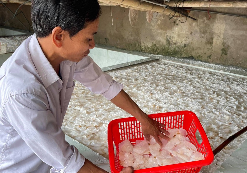 Vào mùa sứa biển, ngư dân kiếm 450.000 đồng/ngày - 6 Vào mùa sứa biển, ngư dân kiếm 450.000 đồng/ngày - 6