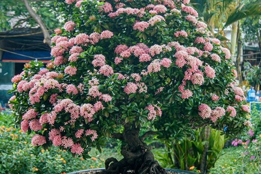 Mục sở thị vườn cây cảnh thu nhỏ có giá hàng tỷ đồng giữa lòng Thủ đô