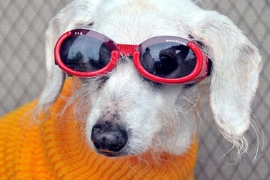 Chùm ảnh: Chó "cụ" mừng sinh nhật tuổi 21