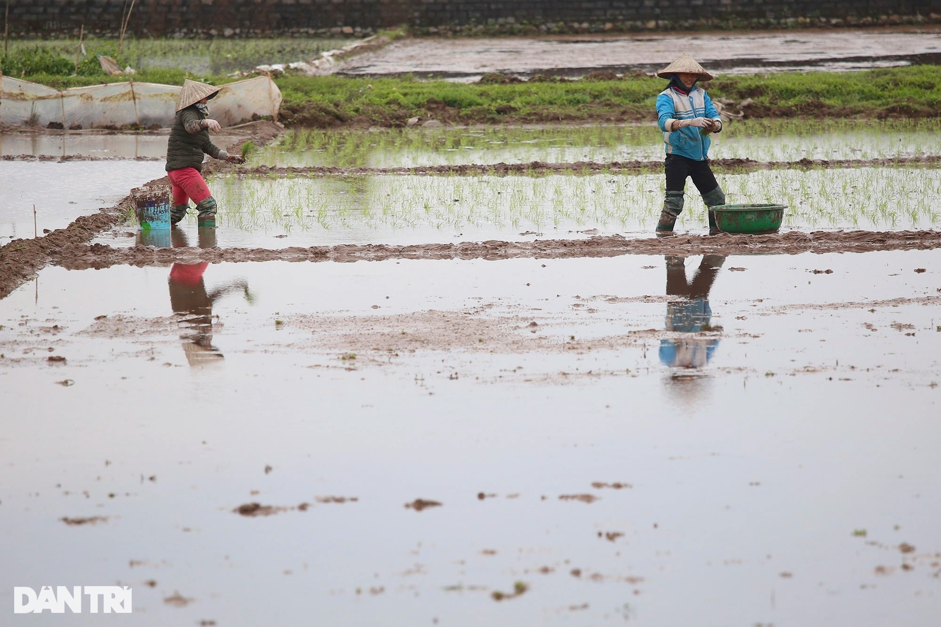 Nông dân ngoại thành bì bõm lội ruộng cấy lúa trong giá rét thấu xương - 11