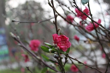 Phố phường Hà Nội tất bật chuẩn bị đón xuân về