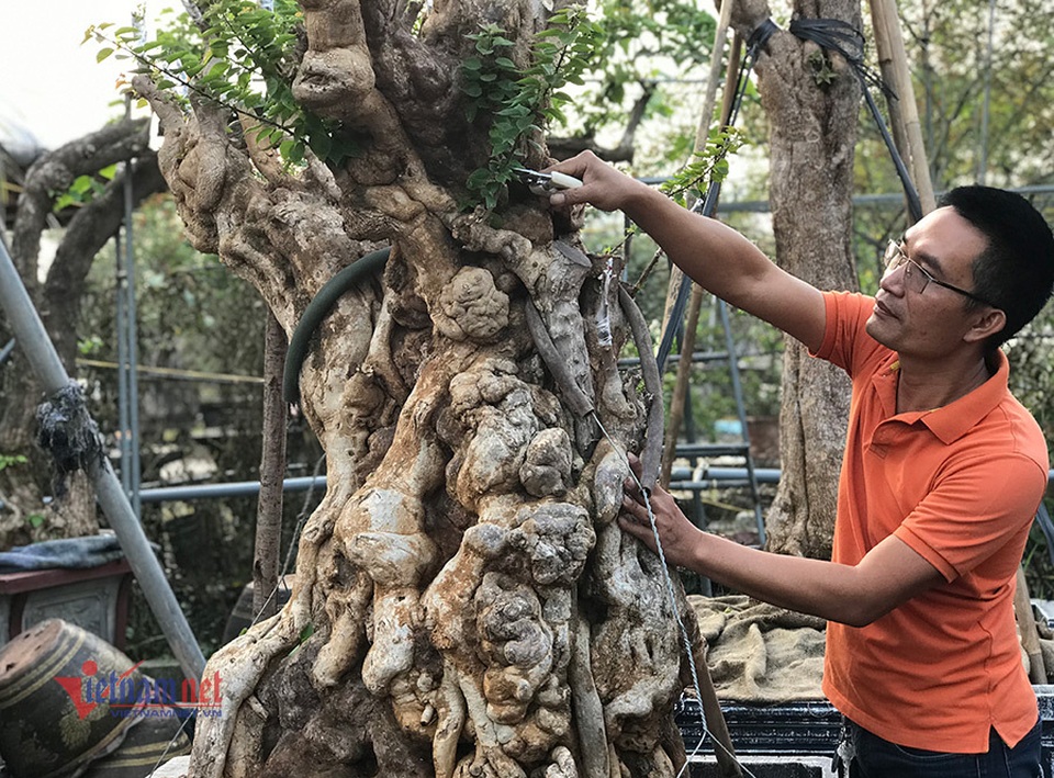 600 triệu đồng một gốc hoa giấy ngũ sắc, đại gia xuống tiền chơi Tết - 10 600 triệu đồng một gốc hoa giấy ngũ sắc, đại gia xuống tiền chơi Tết - 10