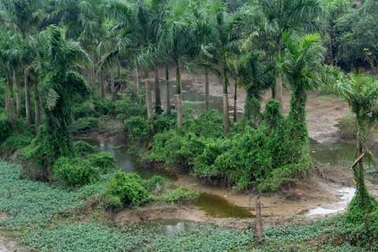 Thảm cảnh cây vua một thời nay làm củi không xong