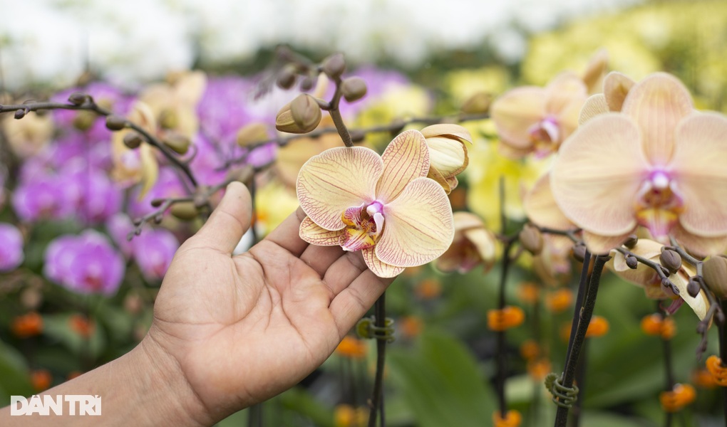 Người trồng hoa cao cấp hối hả vào vụ Tết - 2 Người trồng hoa cao cấp hối hả vào vụ Tết - 2