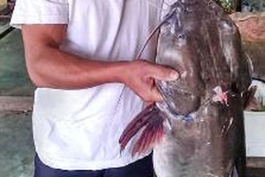 Câu được cá lăng “khủng” trên sông