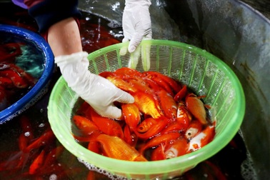 Chợ cá lớn nhất Hà Nội rực vàng trước ngày cúng ông Công ông Táo