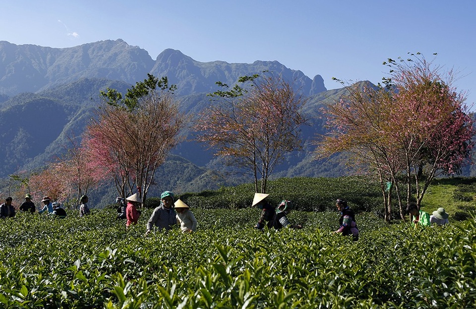 Hoa anh đào Nhật khoe sắc hồng tuyệt đẹp trong nắng thu Sa Pa - 3 Hoa anh đào Nhật khoe sắc hồng tuyệt đẹp trong nắng thu Sa Pa - 3