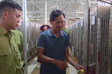 Người đàn ông Nghệ An nuôi 400 con chồn hương