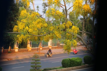 Thành phố trẻ nhất Tây Nguyên rực rỡ sắc vàng của hoa osaka