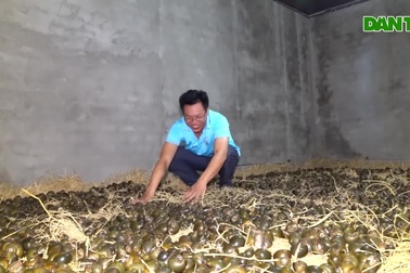 Bí quyết cho ốc "ngủ gác bếp" liền 3 tháng, thu lãi hàng trăm triệu đồng