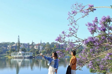 Bão quật đổ cây phượng tím nổi tiếng Đà Lạt, du khách tiếc ngẩn ngơ