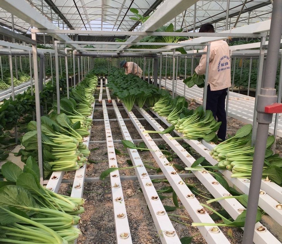 Chủ vườn ở Lai Châu “hái” 2 tấn rau ủng hộ người cách ly ở Hà Nội - 6 Chủ vườn ở Lai Châu “hái” 2 tấn rau ủng hộ người cách ly ở Hà Nội - 6