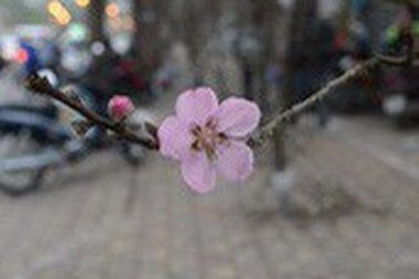 Tiểu thương kể chuyện công phu vượt rừng săn đào Tết