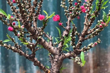 Tranh nhau mua đào Tiến Vua bé tí hon đắt ngang iPhone X