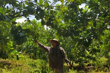 Phú Yên: Trồng cam trên vùng đất đỏ, lão nông thu hơn nửa tỷ đồng/năm