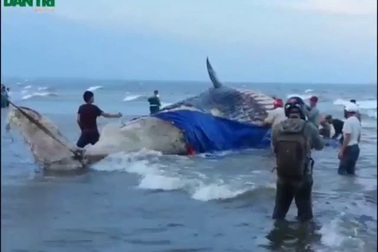 Tiễn đưa ông voi về lòng đất.