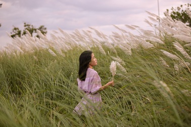 Cỏ lau bung nở trắng trời Đà Nẵng