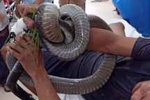 Bị rắn hổ chúa khủng cắn, người đàn ông ôm "hung thủ" nhập viện cấp cứu