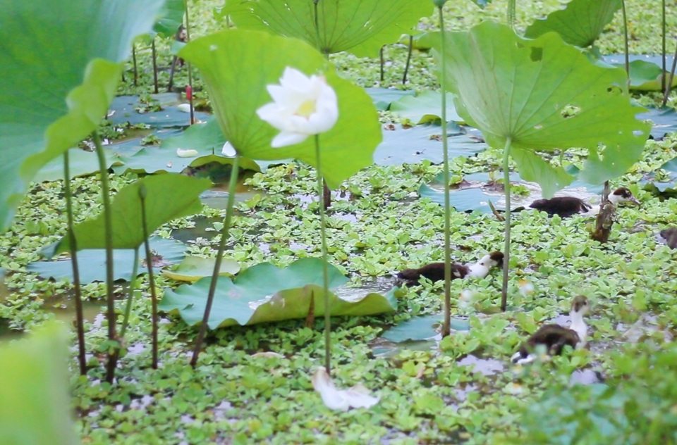 Du khách ngỡ ngàng trước vẻ đẹp của đầm sen trắng độc nhất ở Hà Nội - 9 Du khách ngỡ ngàng trước vẻ đẹp của đầm sen trắng độc nhất ở Hà Nội - 9