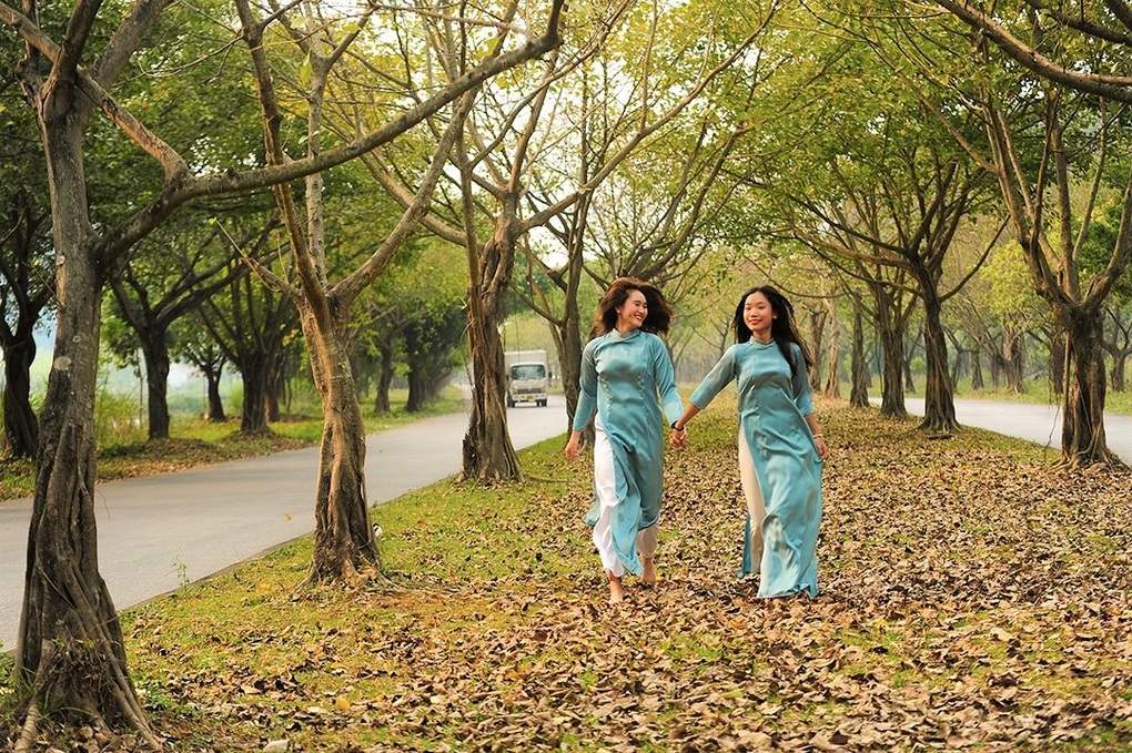 Hàng cây bồ đề dài 10km độc đáo ở Ninh Bình Hàng cây bồ đề dài 10km độc đáo ở Ninh Bình