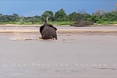 Voi bị cá sấu mai phục tấn công khi đang bơi qua sông