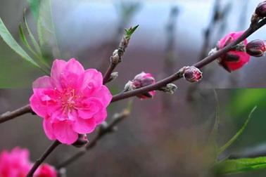 Nghỉ Tết âm lịch: Đề nghị giữ nguyên ngày nghỉ bù nếu trùng với thứ 7, Chủ nhật