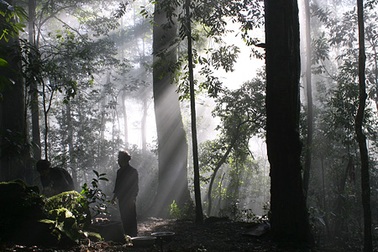 Tạ ơn rừng thiêng