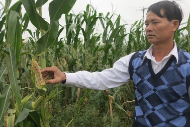 Nghệ An: Chuột đồng bị “ép” ăn thuốc diệt chuột nhưng vẫn không chết!