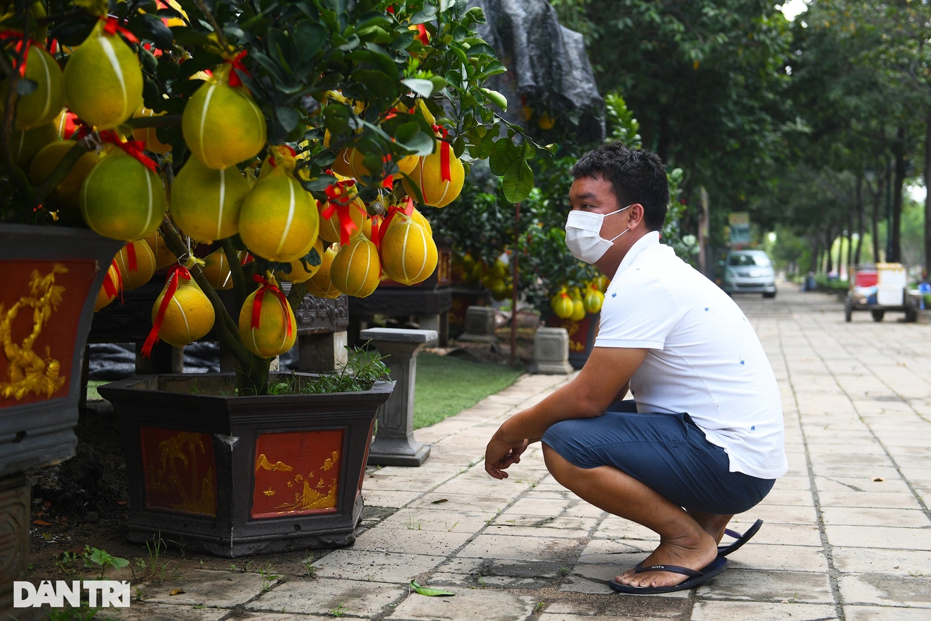 Hàng trăm cây bưởi Diễn vượt gần 2.000 km về TPHCM bày bán dịp Tết - 12 Hàng trăm cây bưởi Diễn vượt gần 2.000 km về TPHCM bày bán dịp Tết - 12