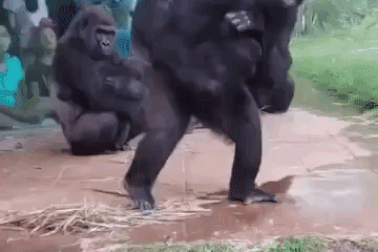 Gia đình khỉ đột trú mưa gây “bão” cộng đồng mạng