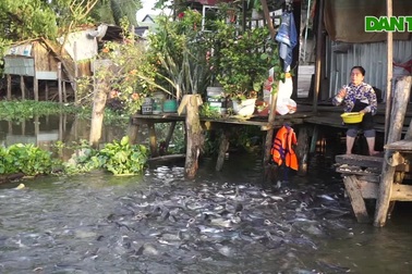 Kỳ lạ đàn cá sông nương tựa cô lái đò, thích được nựng như thú cưng