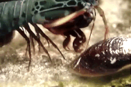 Kinh hãi loài tôm có "cú đấm" mạnh tựa đạn bắn