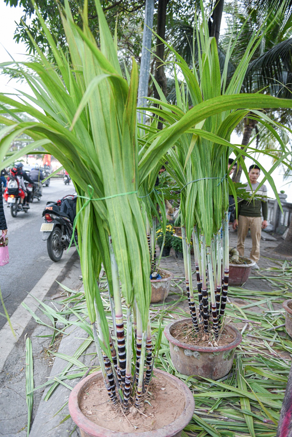 Mía tím lên chậu giá cả triệu đồng đắt hàng dịp Tết - 7 Mía tím lên chậu giá cả triệu đồng đắt hàng dịp Tết - 7