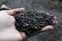 Trộn tạp chất vào hồ tiêu để làm gì?