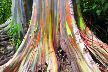 Chiêm ngưỡng cây bạch đàn “ bảy sắc cầu vồng”