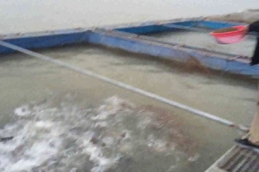 Nuôi lợn rừng lấy vốn thả cá, đại tá kiếm tiền gấp mấy chục lần lương hưu